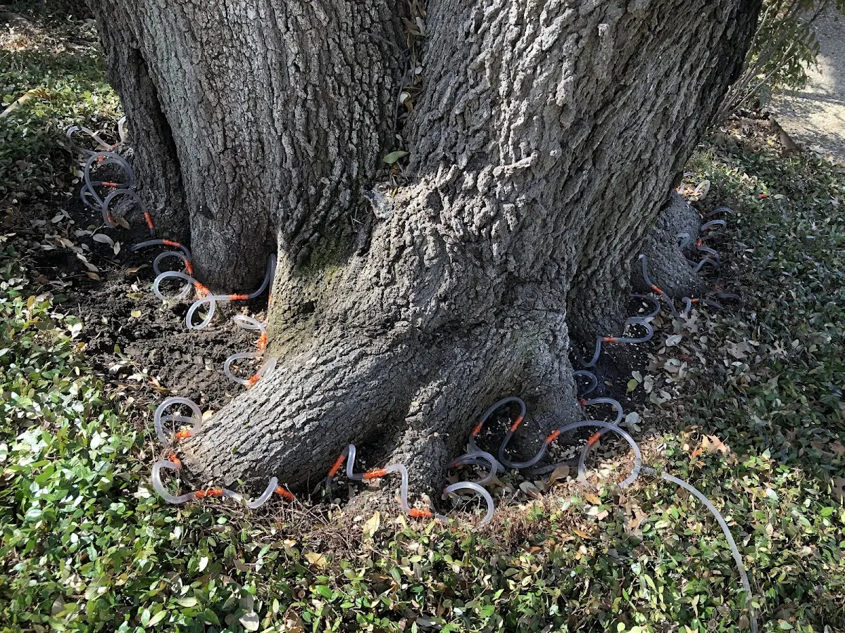 Detailed Tree Cabling and Bracing job site in East Orleans