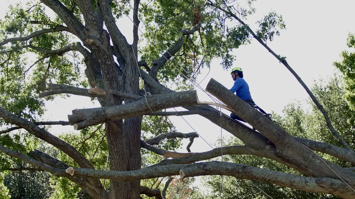 Professional Hazardous Tree Removal performed by certified arborists in East Orleans