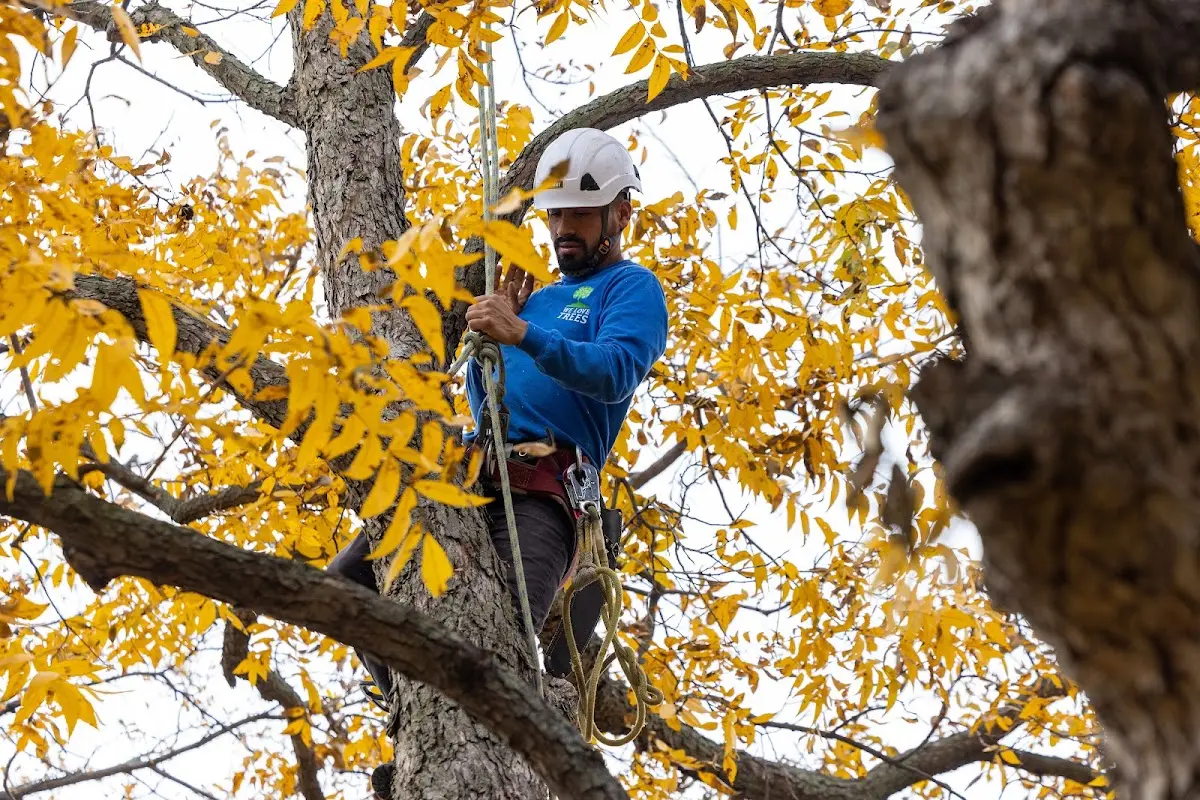 Skilled Tree Pruning crew working in East Orleans