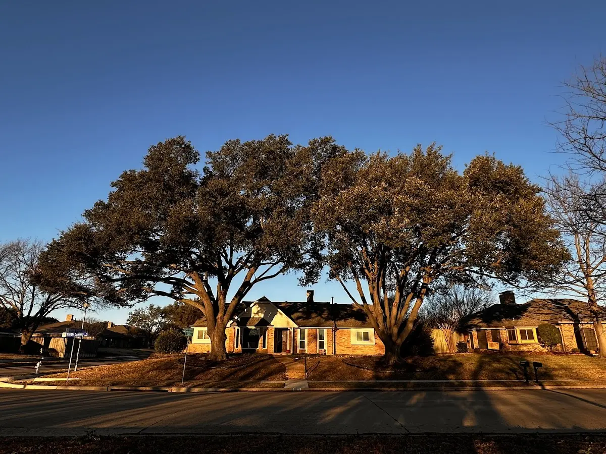Established residential canopy tree shading a home in East Orleans